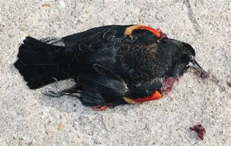 Dead birds