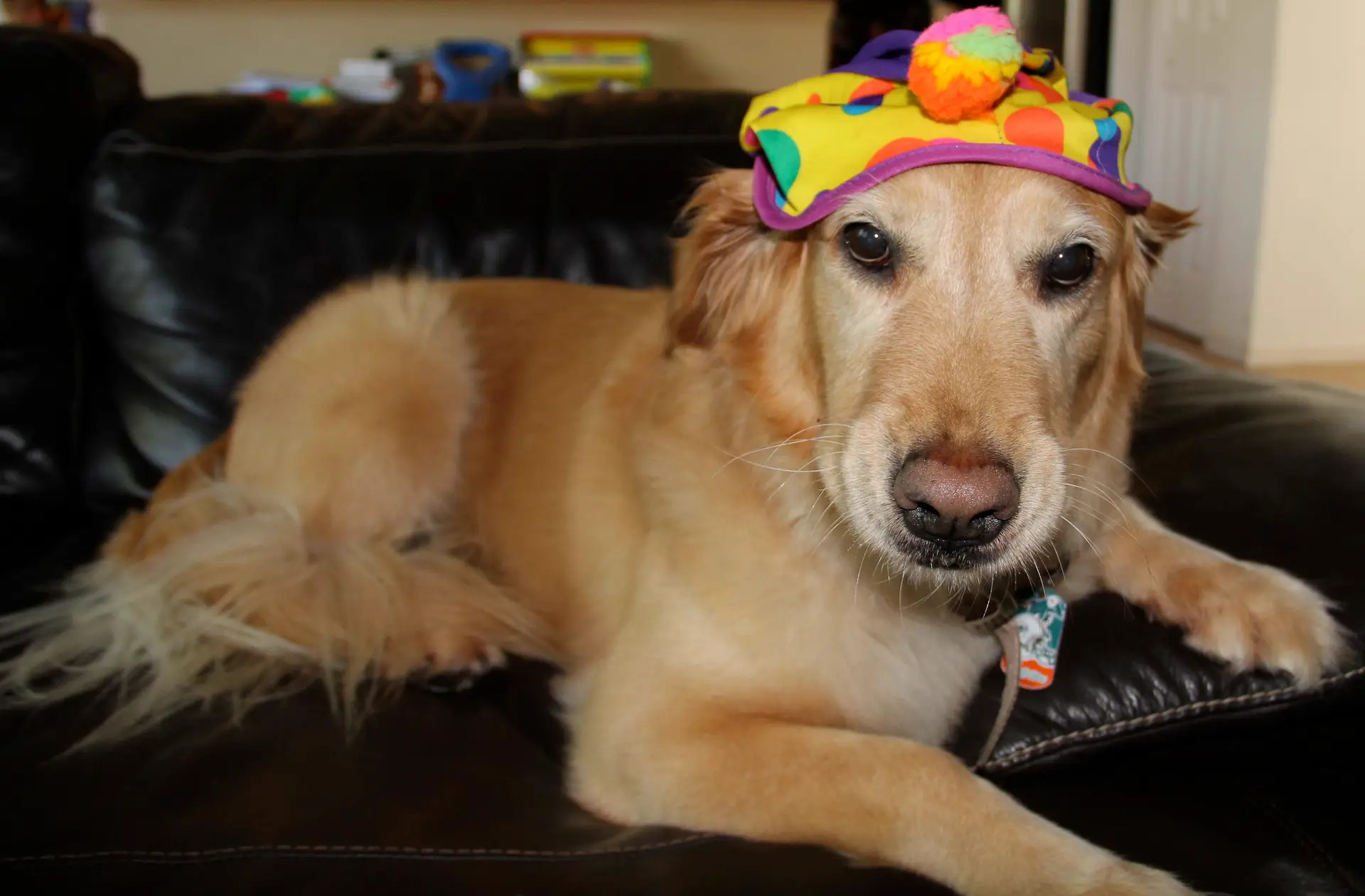 Therapy Dogs
